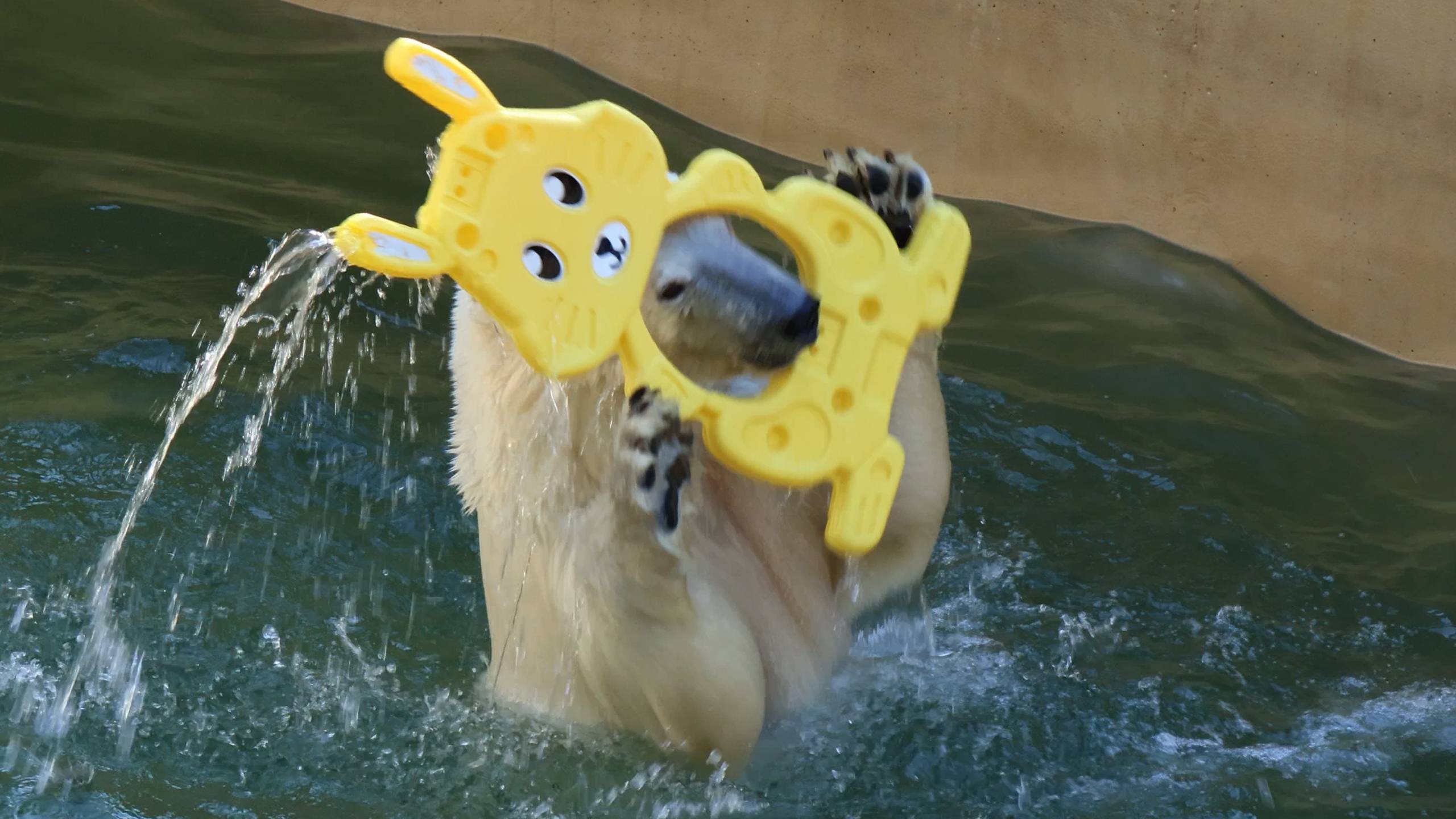 Белка и Стрелка играют с подарком от японских поклонников.. смотреть онлайн