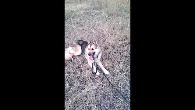 Electric pleasure смотреть онлайн