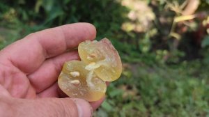 СУЛАМИФЛЬ.,ЛОЛИТА ТОРЕС,РОГНЕДА (Донское казачество)