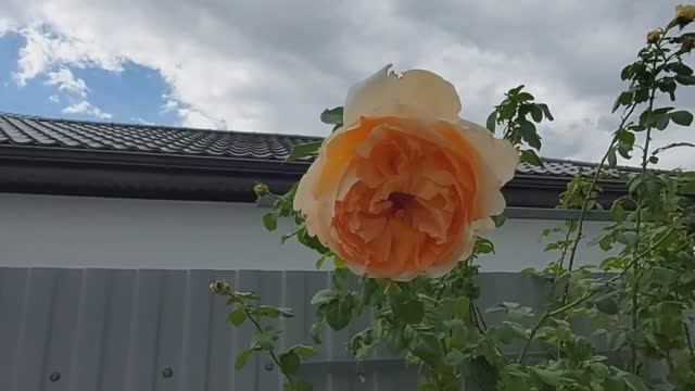 Что сейчас растет на нашем на участке. Анапа. 16.09.2025 смотреть онлайн