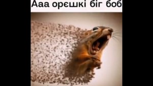мем орэшки быг боб