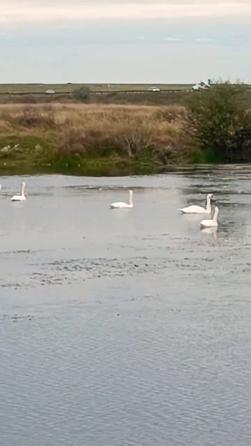 Красота. #лебеди