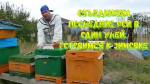 Объединяем два роя в один для успешной зимовки пчел.