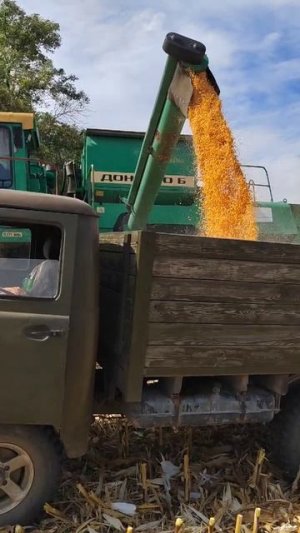 УАЗ-452 на уборке кукурузы 🌽