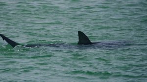 Несколько пляжей в Египте закрыли из-за нашествия акул