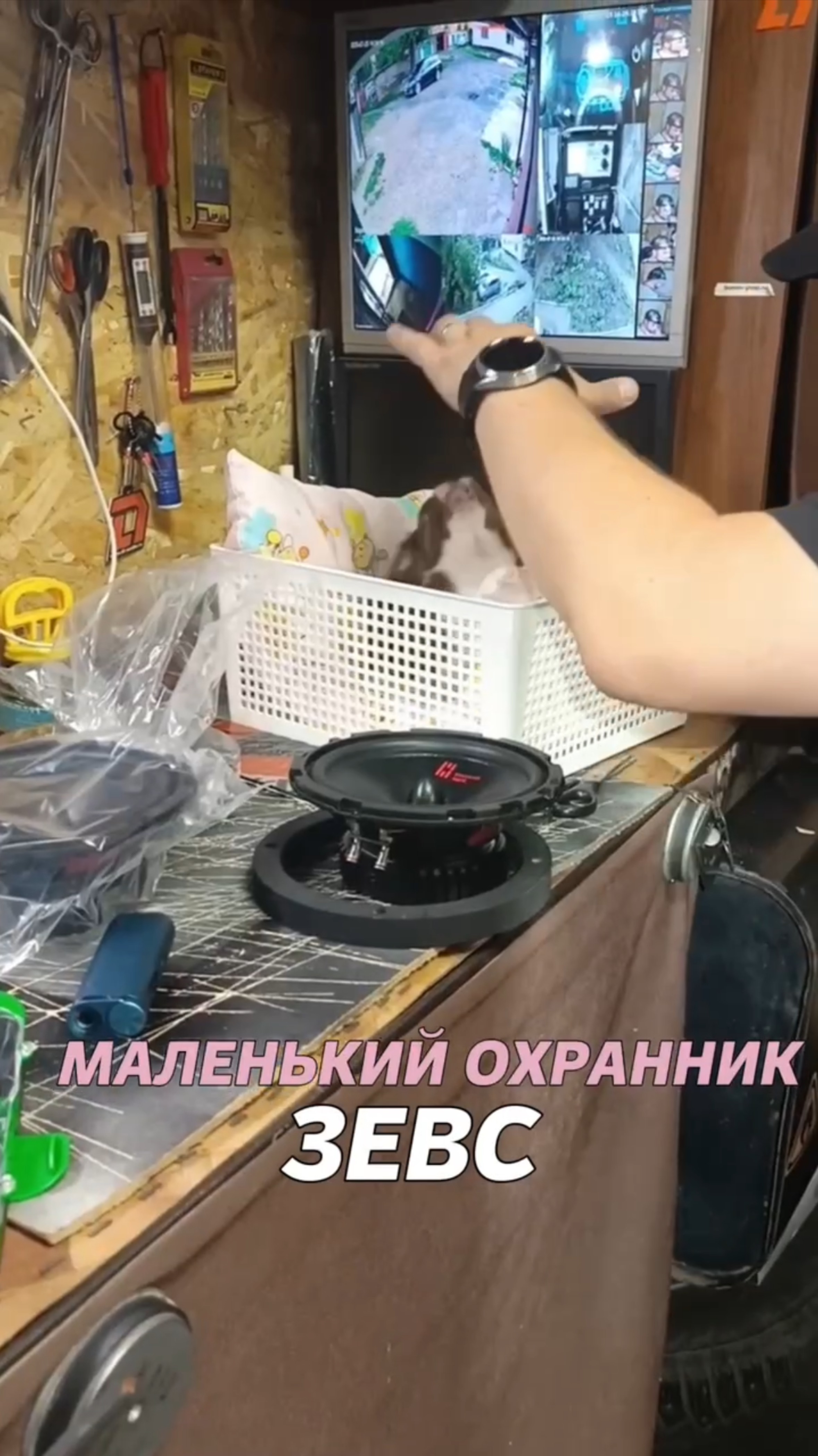 Маленький охранник Зевс смотреть онлайн