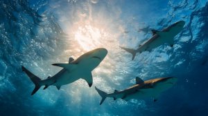 Пляжные отели в Египте закрывают из-за нашествия акул