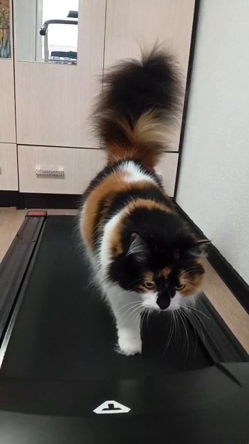 Красотка Нюша 😽❤