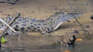 Гребнистый крокодил Австралии. Озвучка ИИ джаз. ДФ