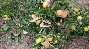 Яблоня Годен Оранж( golden orange)