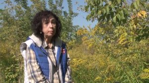 Почему золотарник канадский внесён в чёрную книгу флоры России?