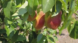 Груша, Талгарская Красавица.