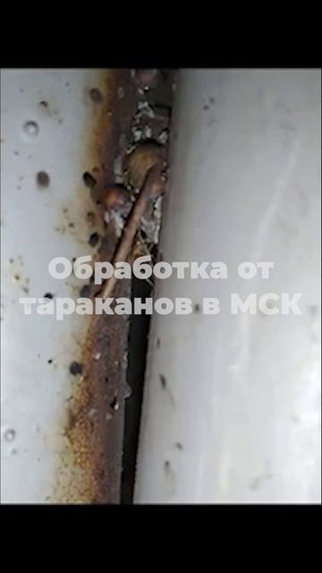 Обработка от клопов в Москве