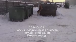 Собаки у мусорных баков в Покрове