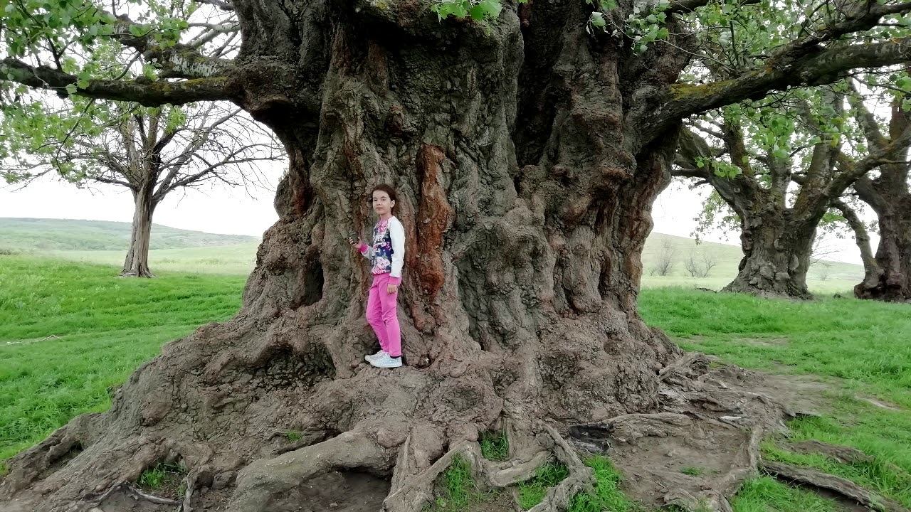 Ставропольский БАОБАБ