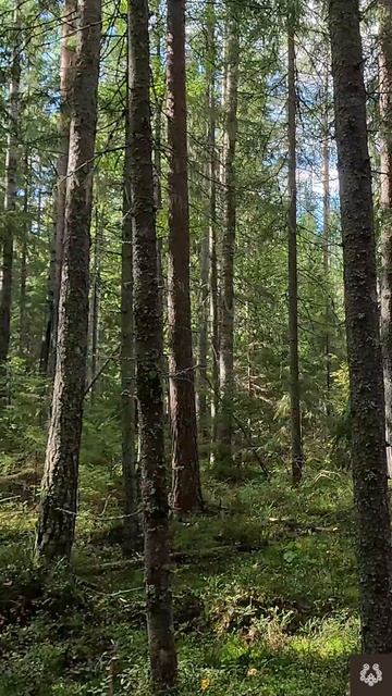 Ликогала древесинная🍄🍄🍄 смотреть онлайн