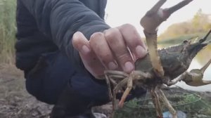 ТАК МНОГО раков я ещё НЕ ЛОВИЛ. Ловля раков