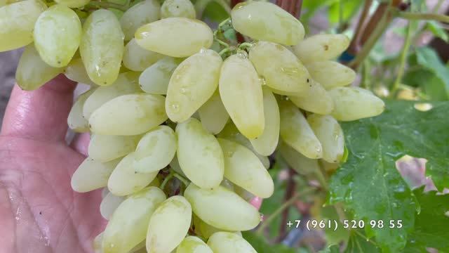 Виноград  Ламборджини 16.09.25 год, Новороссийск.