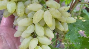 Виноград  Ламборджини 16.09.25 год, Новороссийск.