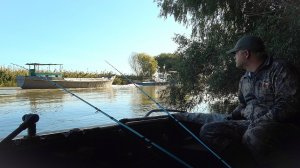 РЫБА НЕ ОТПУСКАЕТ, САЗАН ЕСТ ЖАДНО ЧЕРВЯ. Рыбалка на сазана. Жмых не ест, червя давай