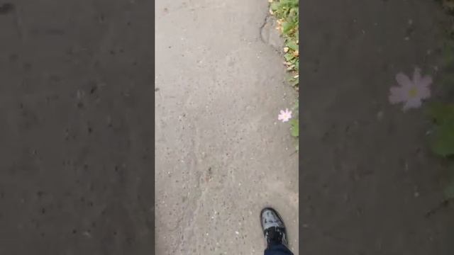 стрим смотреть онлайн