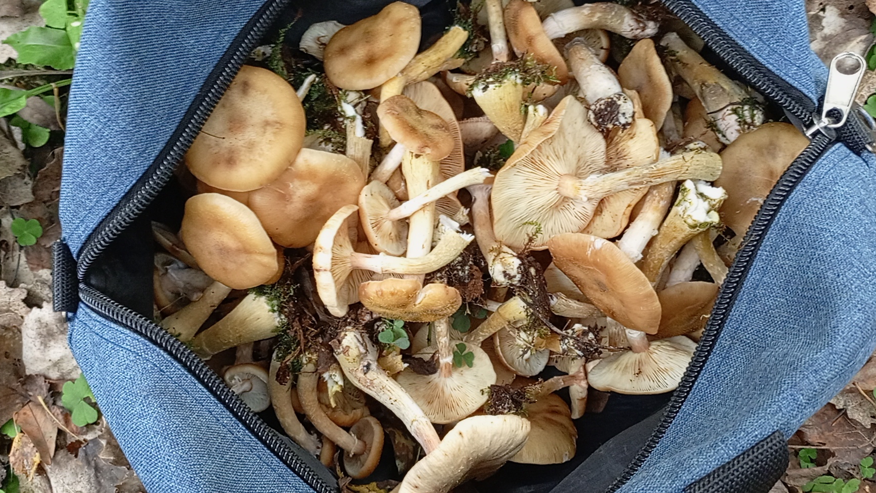 Опята смотреть онлайн