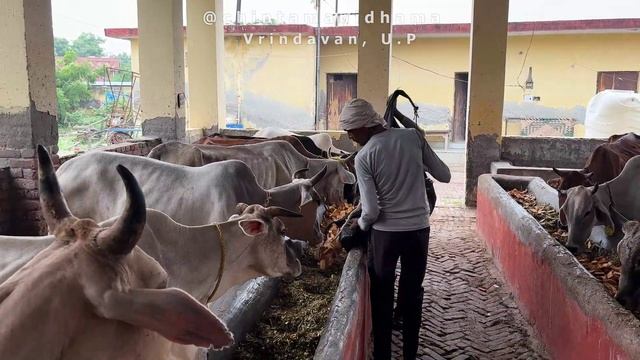 17 сентября. Индира экадаши. Раздача сухариков и ладду коровкам смотреть онлайн