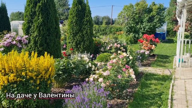 Прогулка в лето!🌹💕 Часть 1. Красивые уголки сада, сезон 2025г.💕🌹Ленинградская область. смотреть онлайн