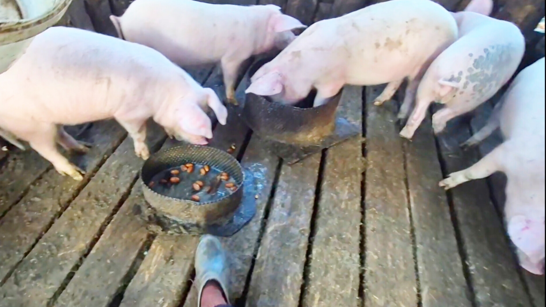 Деревня и мы с Бабушкой на хозяйстве,Лакомство для поросят смотреть онлайн