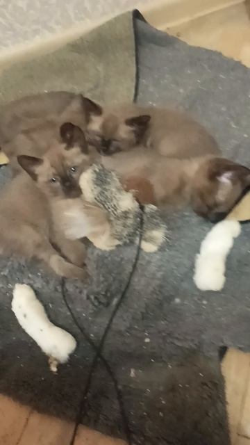 Малыши разбежались от страха)