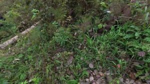 ОЧИЩАЮ ЛЕСНЫЕ ТРОПЫ К РЕКЕ | Бобры перегородили путь