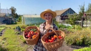 Результаты нашей работы в огороде и в банках.Копаем картошку, маринуем помидоры,строим опалубку.