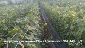 саженцы винограда сезон 2025 года