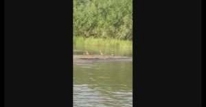 ОТМЕЛИ -  Жанна Вишнякова Арс