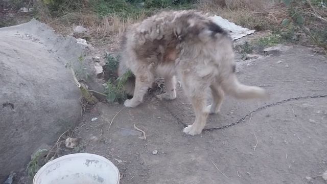 Как собаки прячут еду в землю на запас! смотреть онлайн