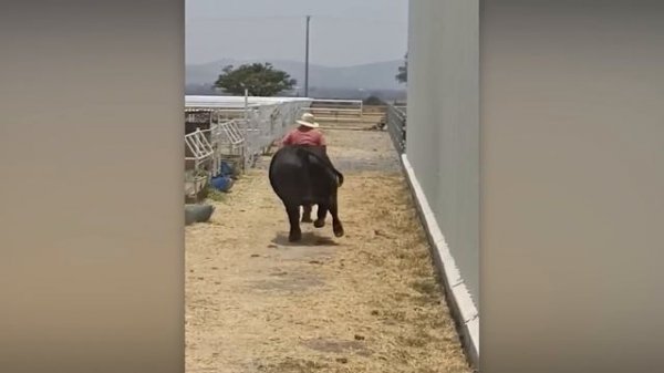 NEW! BRAIN TIME.  МОМЕНТЫ НА ФЕРМЕ, КОТОРЫЕ ПОШЛИ НЕ ПО ПЛАНУ 🐑🚜