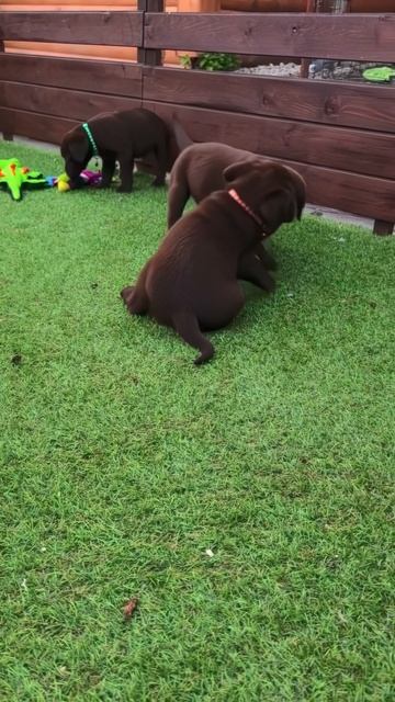 ⚜️DIONIS PRIDE⚜️ Наши малыши играются!🐶🤗
#dionis_pride 
@dionis_pride 
#лабрадор