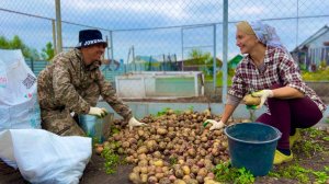 Живем с мужем раздельно, а хозяйство растет.Посадили виноград,  продолжаем обшивать дом.