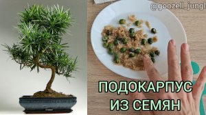 🌲 Сажаю семена ПОДОКАРПУСА 🌲Провела СКАРИФИКАЦИЮ и подготовила их к СТРАТИФИКАЦИИ