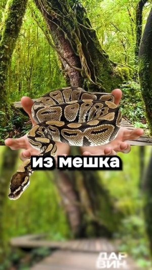 Или ты душишь питона, или питон душит тебя...