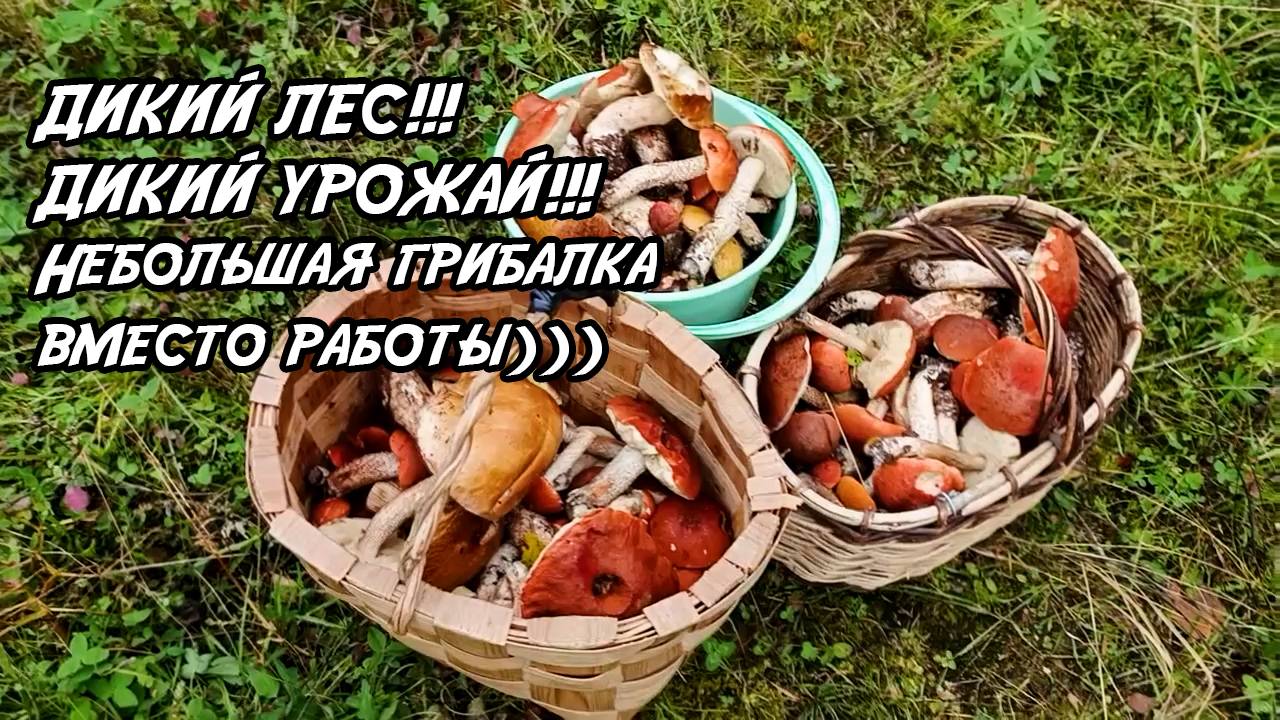 ДИКИЙ ЛЕС!!! ДИКИЙ УРОЖАЙ!!! Небольшая грибалка вместо работы))) 🤩 17.09.25 смотреть онлайн