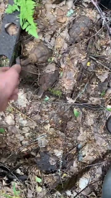 Коп по войне. Верховое железо в лесу #shortsvideo #digging #shortsrutube #ww2 смотреть онлайн