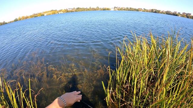 Ещё один кусочек лета в копилку 😁😁😁. Рыбалка кастинговой сеткой. Даже искупался 🤣🤣🤣 смотреть онлайн