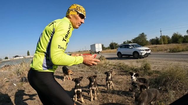 17 сентября. Собачки кусачие.