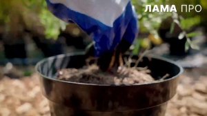 Семён Стронгин - Выращивание хвойных крупномеров. Часть 2