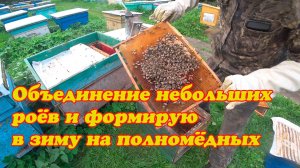ВСКРЫВАЮ ДВЕ ЛОВУШКИ С МАЛЕНЬКИМИ РОЯМИ И ОБЪЕДИНЯЮ ФОРМИРУЮ В ЗИМУ.