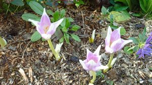 Дача 13-14.09.25. Безвременники Jarka, Princess Astrid, седумы и вредители, хоста Golden Sculpture