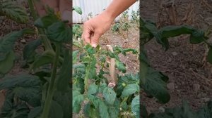 Применение Starteco на помидорах в Калмыкии