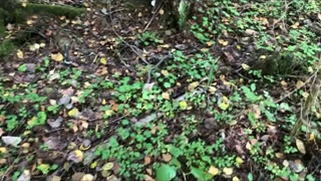 Осенний поход в лес смотреть онлайн