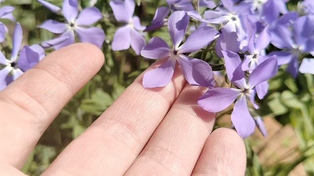 Флокс растопыренный (Phlox divaricata) в нашем саду 2025 смотреть онлайн